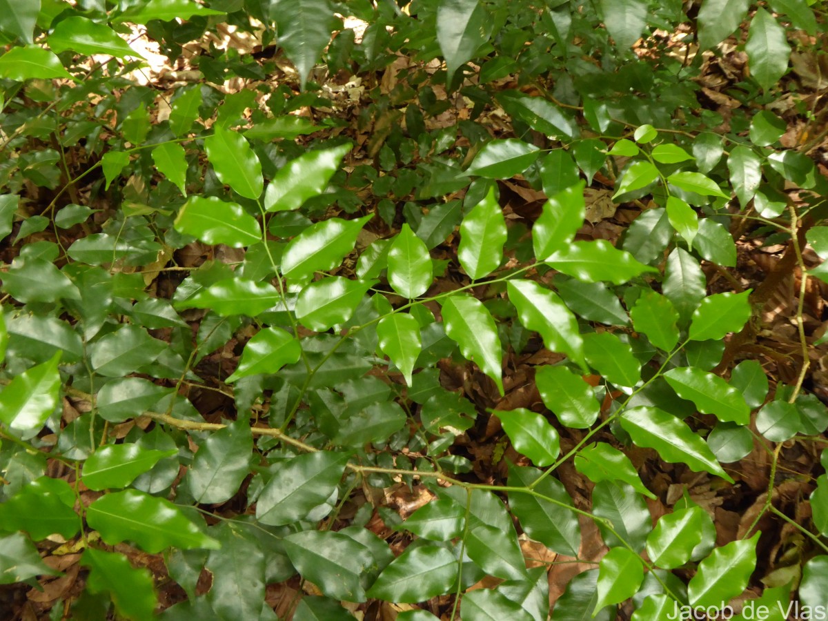 Flora Of Sri Lanka